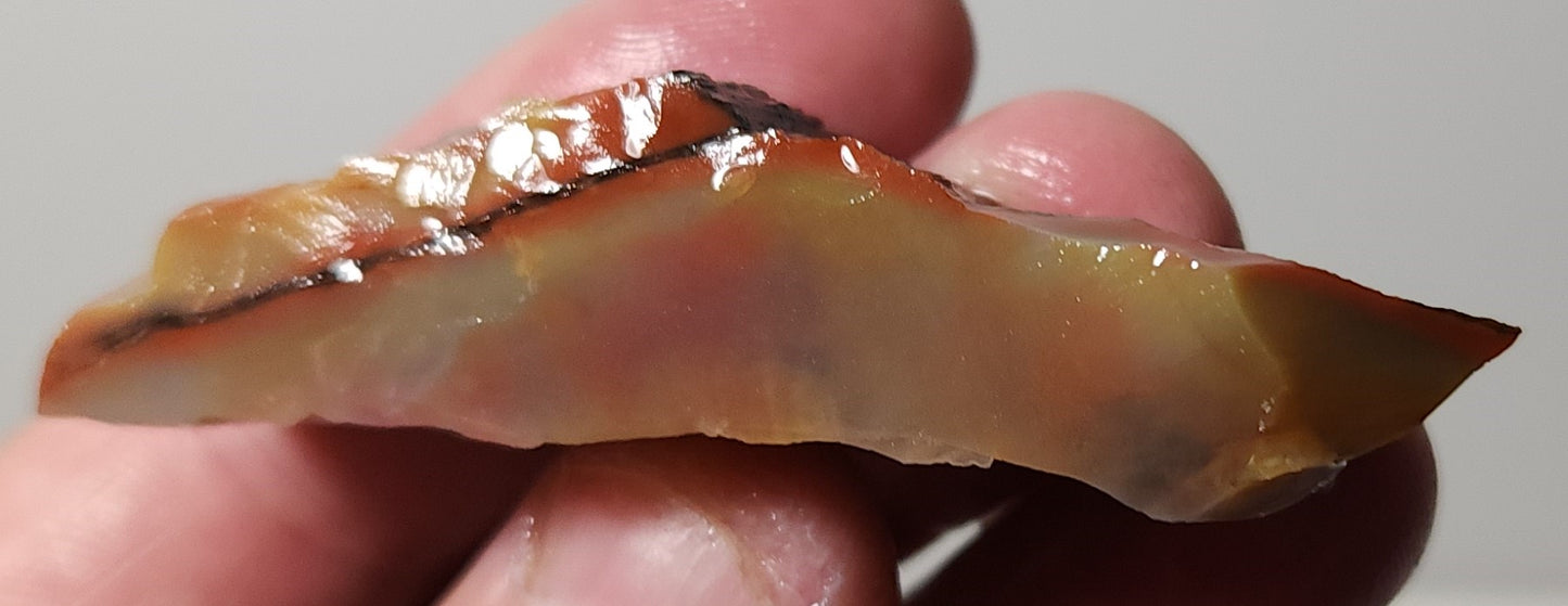 Arizona Petrified Wood-Resin Coated